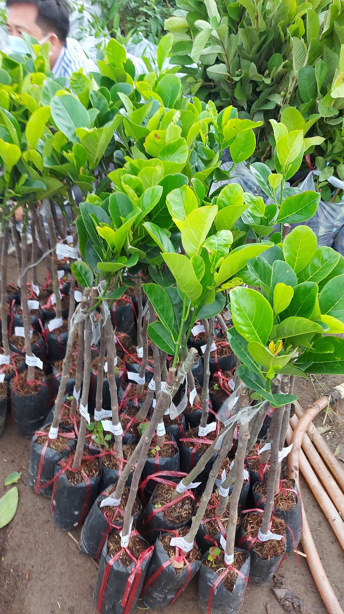 Cây Giống Mít Trái Dài