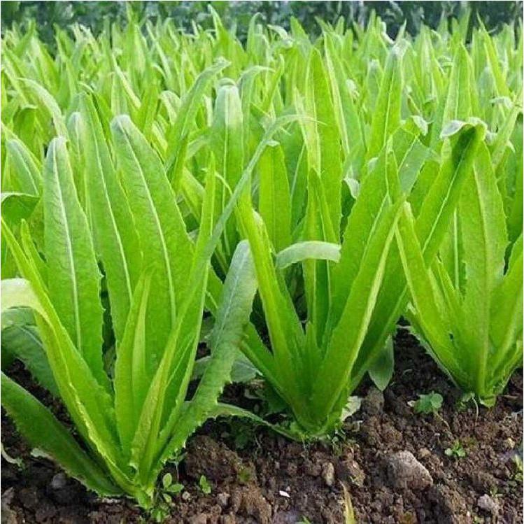 Hạt giống rau diếp thơm - 5 gr/gói