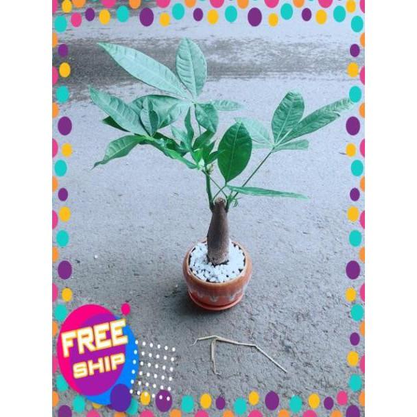 Chậu Kim Ngân 1 Thân