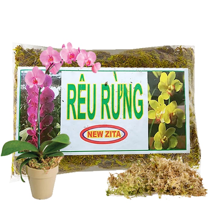 RÊU RỪNG TRỒNG LAN