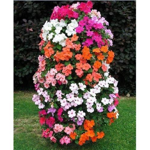 Hạt giống hoa mai địa thảo hoa cánh đơn mix - gói 20 hạt