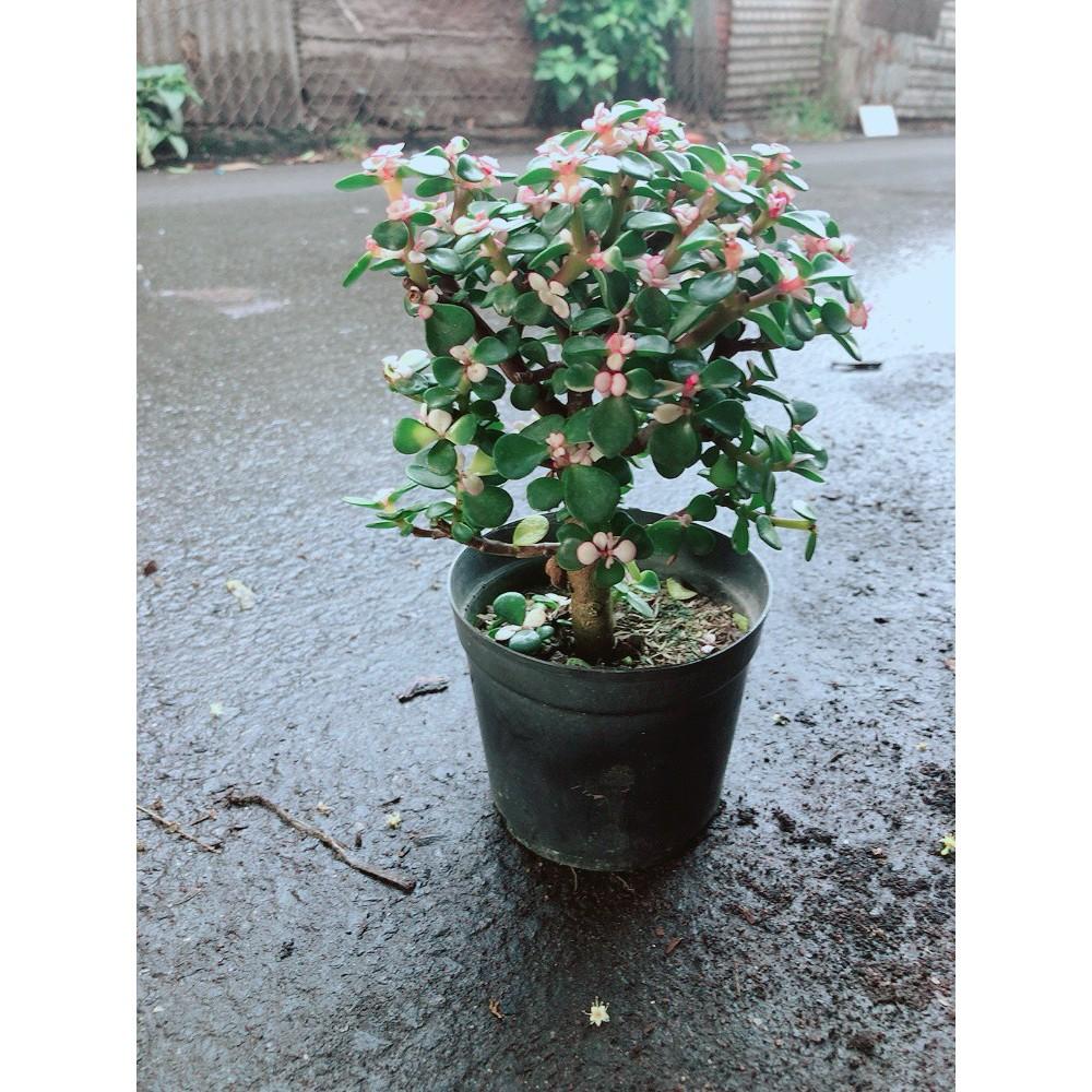 Đô La Thân Cổ Thụ