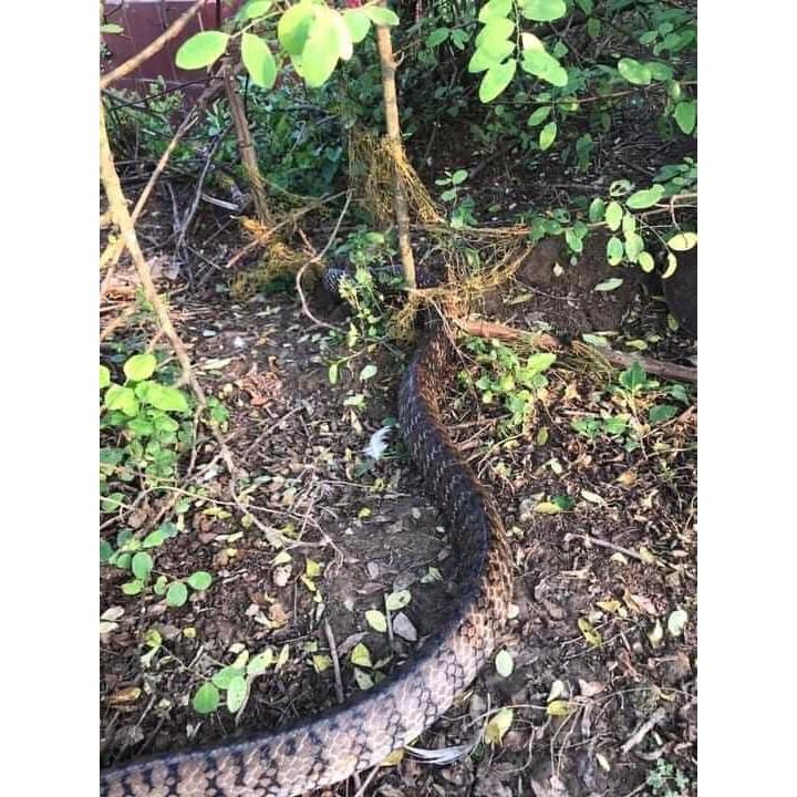 50m lưới bẫy rắn lỗ 4 phân bẫy rắn từ 0.4kg tới 2kg cao 50cm ( 1 tay dài 10m , 50m được 5 tay ) lười dù thái.