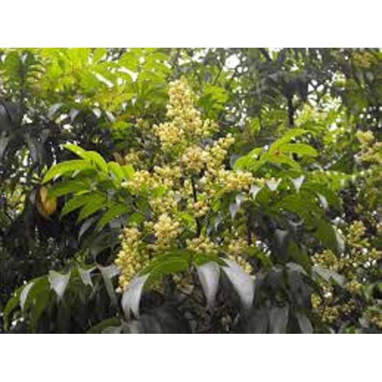 CÂY GIỐNG SẤU CHÙM, SẤU ĂN QỦA SIÊU NGON SIÊU QUẢ DÒNG QUẢ SỚM- CAM KÊT GIỐNG CHUẨN F1
