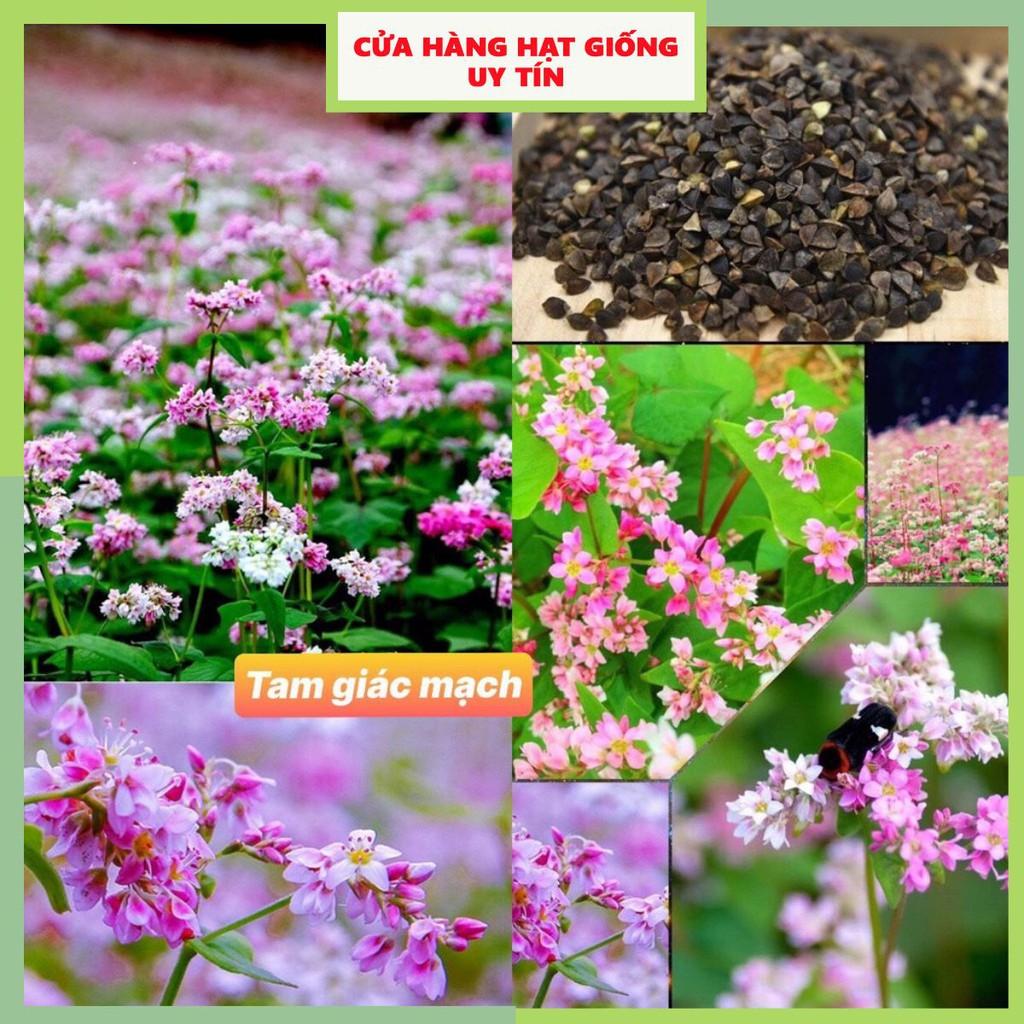 Hạt Giống Hoa Tam giác mạch F1 Loại Siêu Dễ Trồng, Hoa Nở Đẹp Tặng kèm Hướng Dẫn Trồng