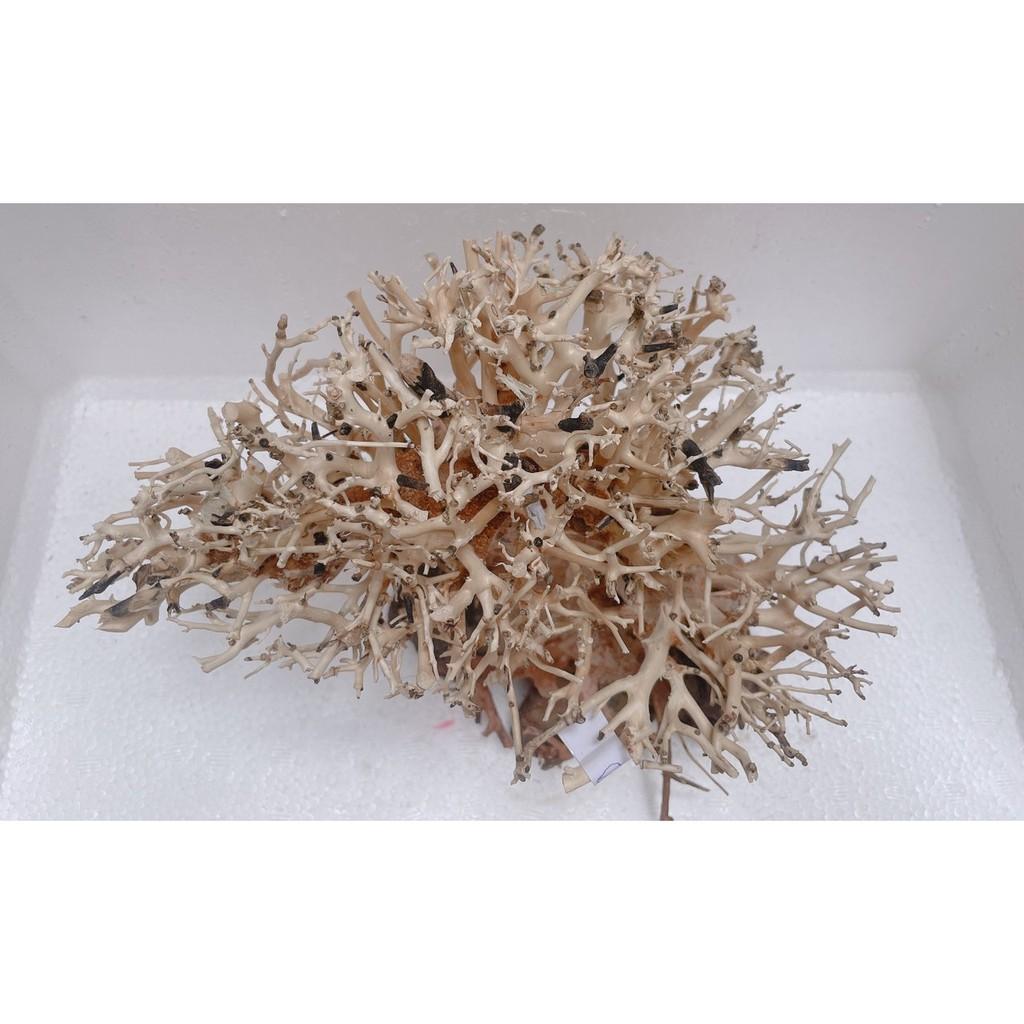 Lũa bonsai trang trí hồ thủy sinh, cá cảnh kích thước 20x25cm - mẫu 09