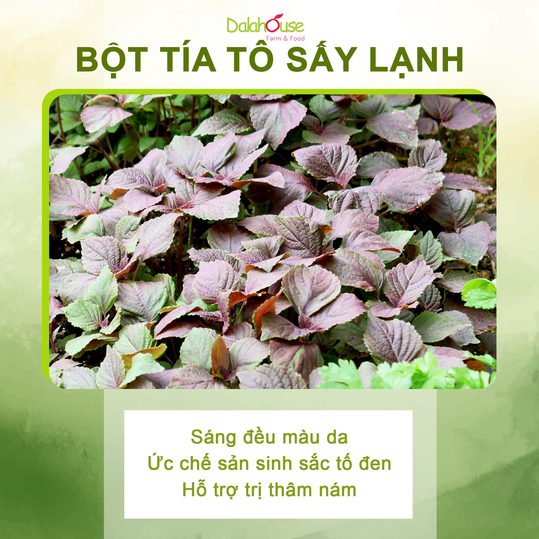 Bột Tía Tô sấy lạnh Dalahouse - Bổ phế phối, An thai, hỗ trợ giảm các triệu chứng cảm, ho, đau họng. Hỗ trợ điều trị GUT, đẹp da, trắng da