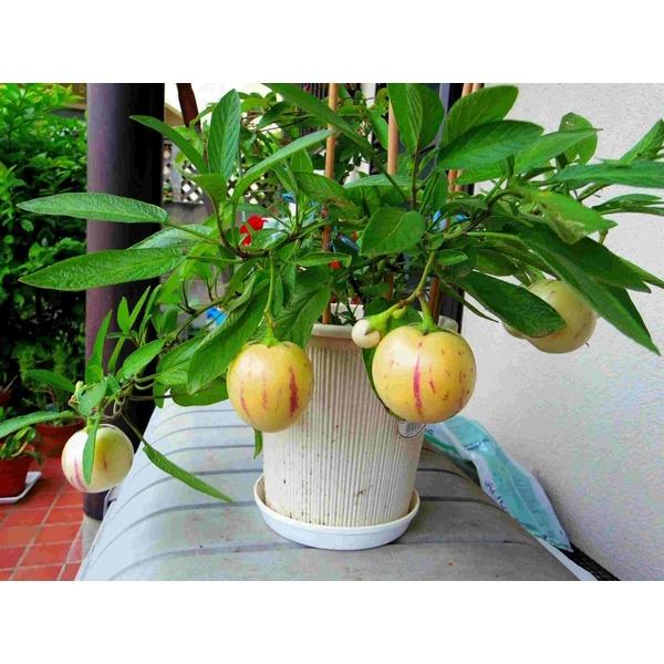 Hạt Giống Dưa Hấu Nam Phi Pepino F1 CT500- Gói 5 hạt