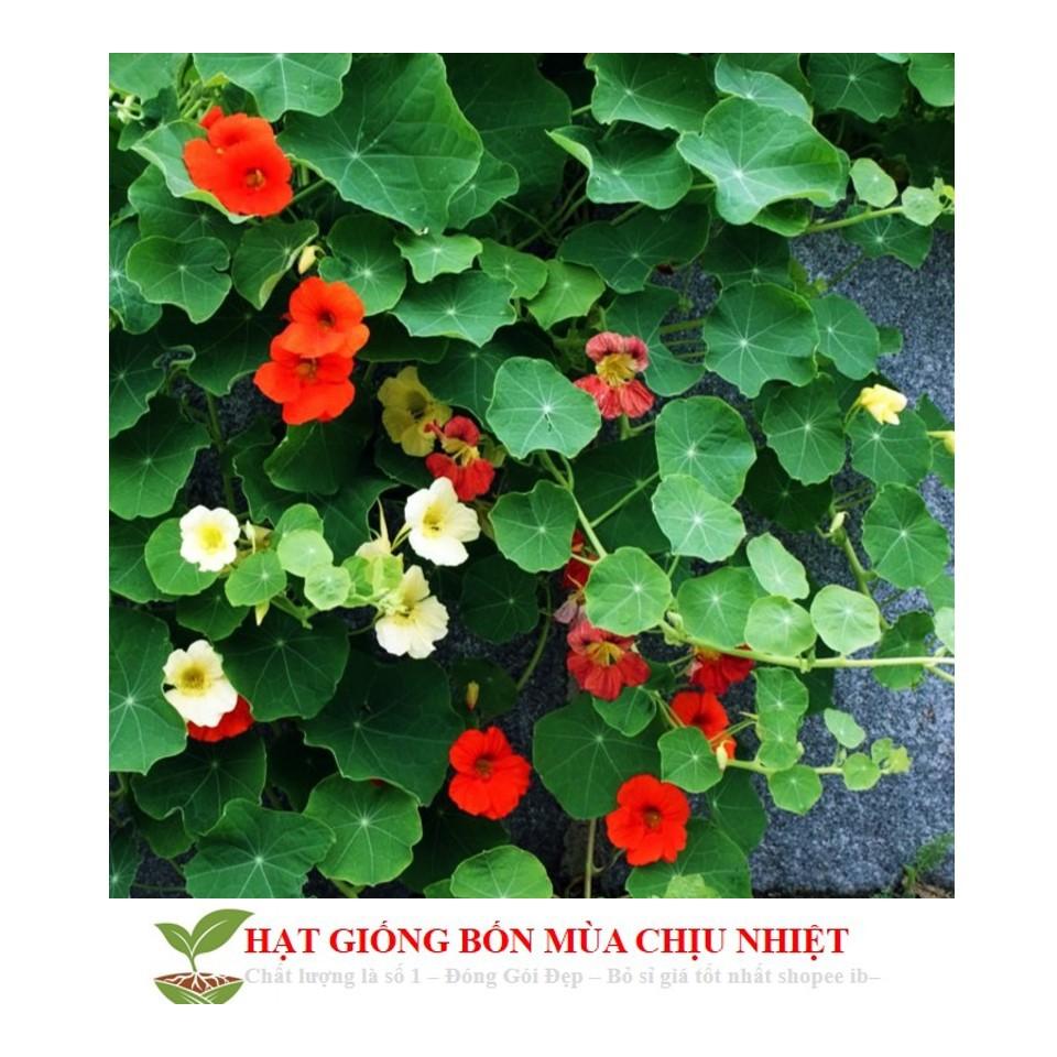 Hạt Giống Hoa Sen Cạn - 5 Hạt