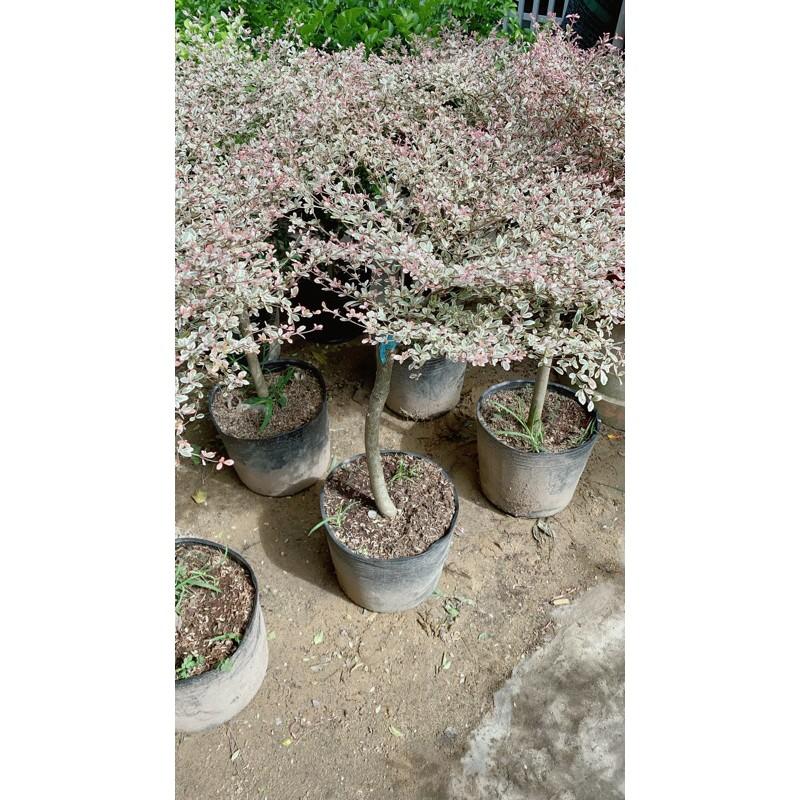 Cây Bàng Nhật