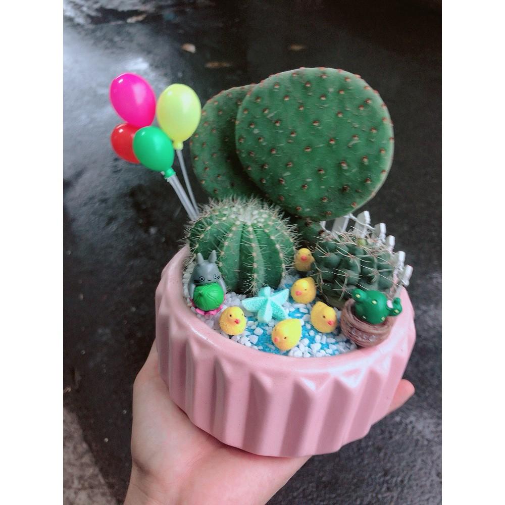Chậu xương rồng tiểu cảnh