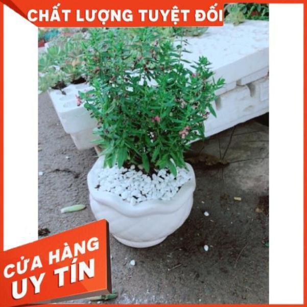 Chậu hoa lưu ly