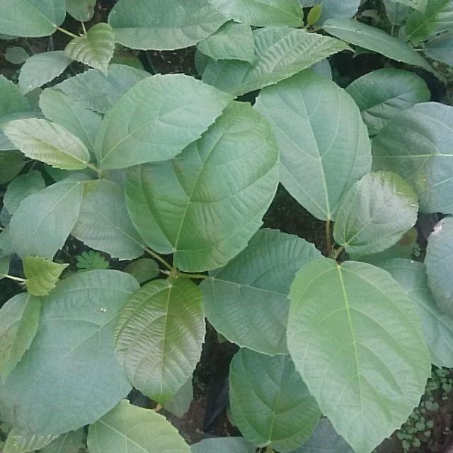 Cây vả mật giống chuẩn - cây giống