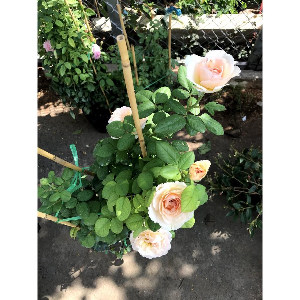 Chậu hoa hồng leo HL1 cao 50 - 70 cm