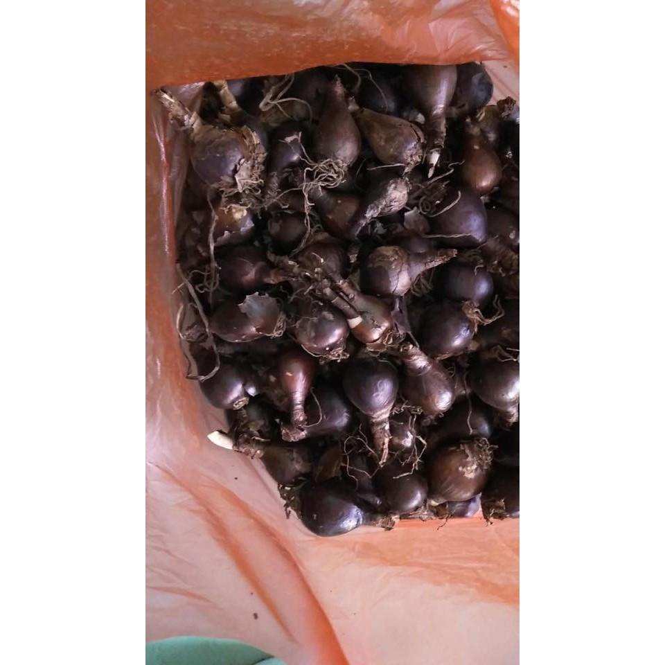 Củ giống hoa bỉ ngạnhoa vàng 1 củ - tặng kèm viên nén ươm củ