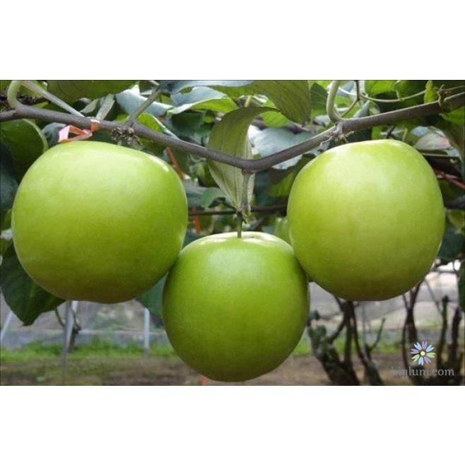 CÂY GIỐNG TÁO ĐẠI SIÊU NGON SIÊU QUẢ DÒNG QUẢ SỚM- CAM KÊT GIỐNG CHUẨN F1