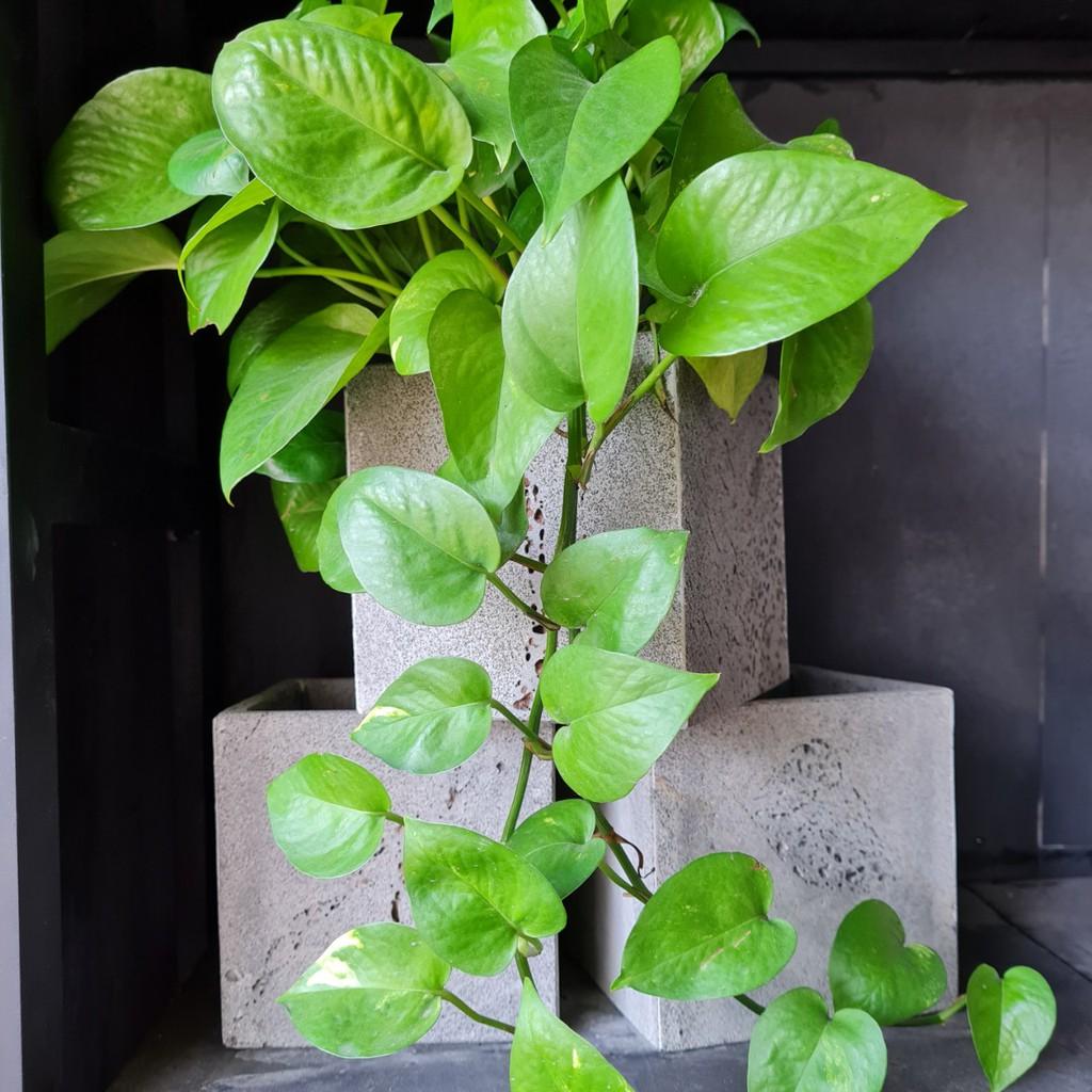 Chậu hình chữ nhật dài 30cm trồng cây treo tường, ốp tường ban công treo giếng trời bằng đá ong xám KT S10xC15xD30cm