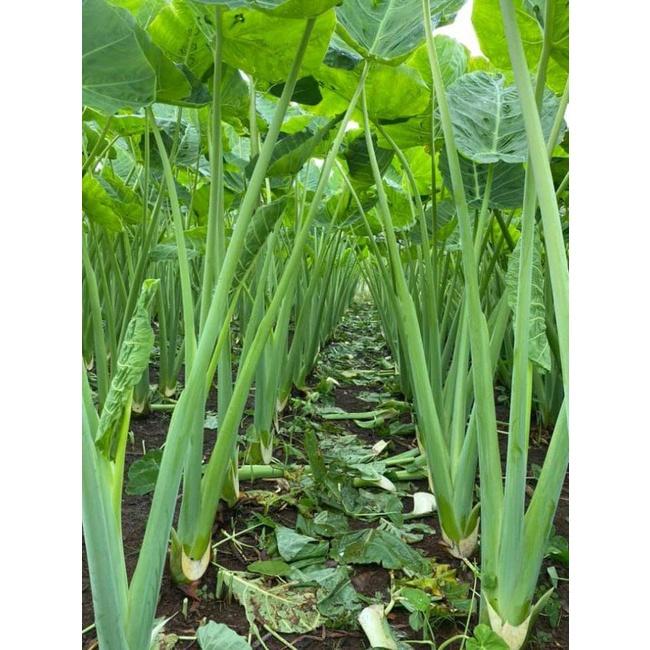 Cây bạc hà nấu canh chua - cây giống to size mẹ