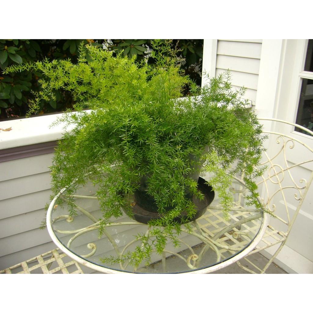 CÂY THIÊN MÔN ĐÔNG SIÊU ĐẸP -LOÀI CÂY VƯỢNG PHONG THỦY CHO GIA CHỦ + Tặng 01 cây dâu da đất