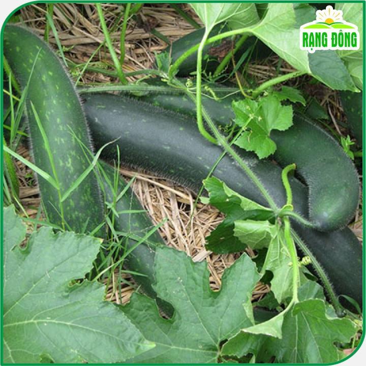 Hạt giống Bí Đao Xanh Trái Dài Lai F1 Java (0,2g~10 hạt) sinh trưởng khỏe, trồng quanh năm - Hạt giống Rạng Đông