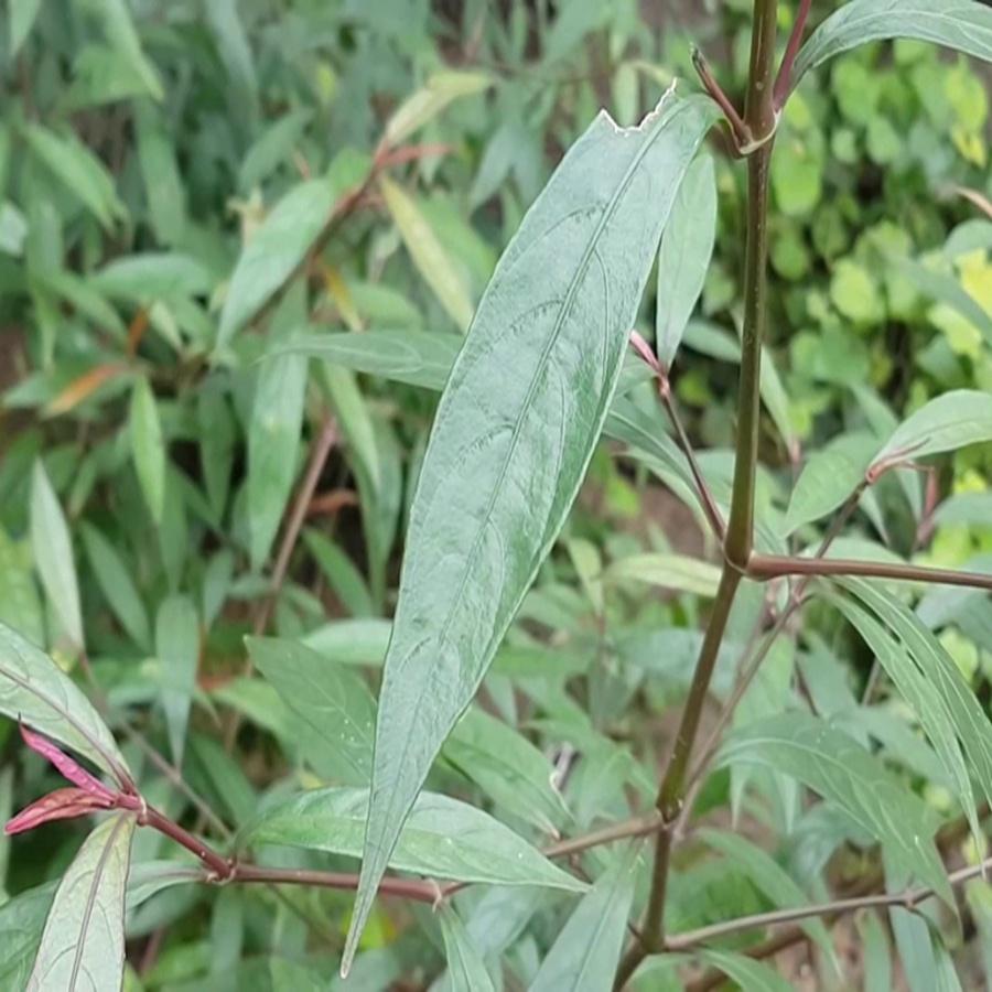 Hoàn Ngọc Khô 01KG Loại 01