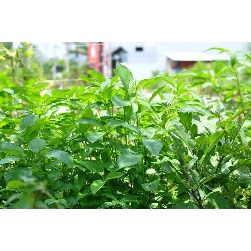 Hạt giống rau đay trắng 10gr