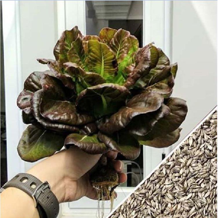 Hạt giống xà lách romaine đỏ 0,2gr/gói