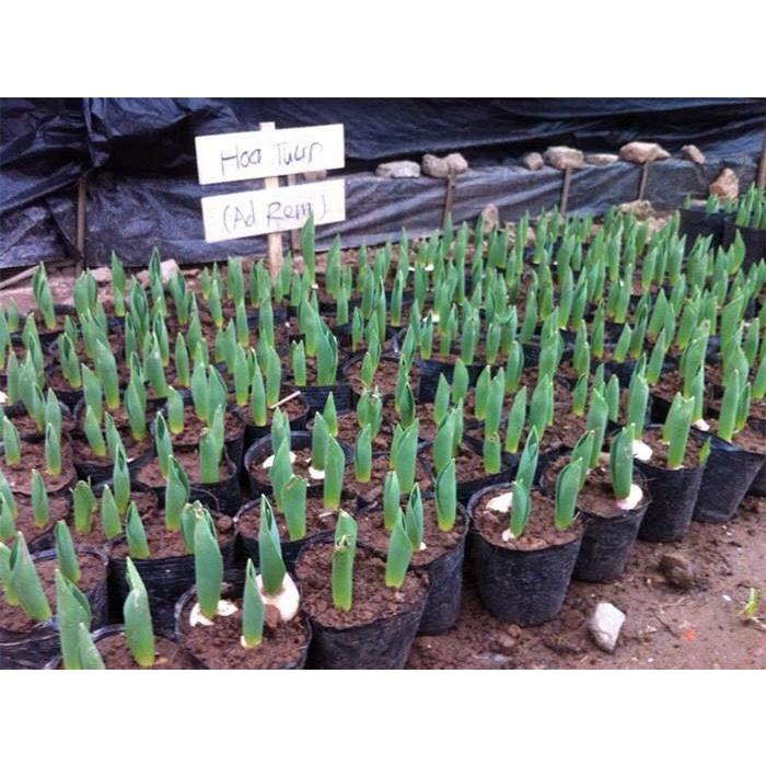 5 củ giống hoa tulip hoa màu vàng - HGNN