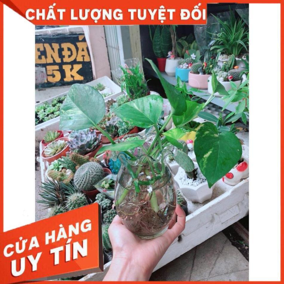 Chậu Trầu Bà Thủy Sinh