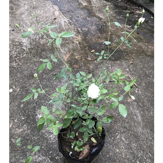 Cây Hoa hồng bạch ho - bầu to, cây trưởng thành