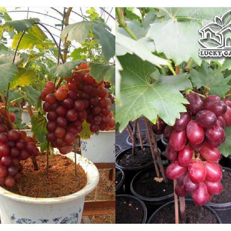 5 củ hoa ly lùn hoa màu hồng