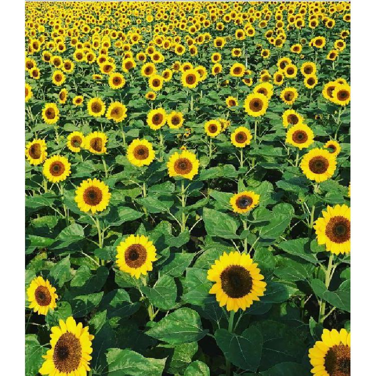 Hạt giống hoa hướng dương hoa vàng cắt cành - 30 hat/gói