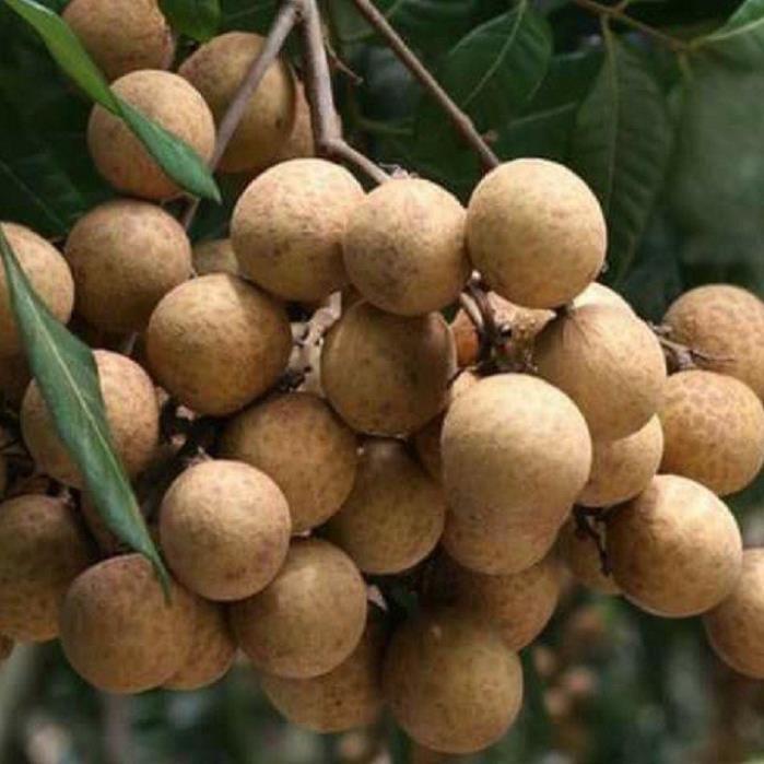 CÂY GIỐNG NHÃN LỒNG SỚM SIÊU NGON SIÊU QUẢ- CAM KÊT GIỐNG CHUẨN F1