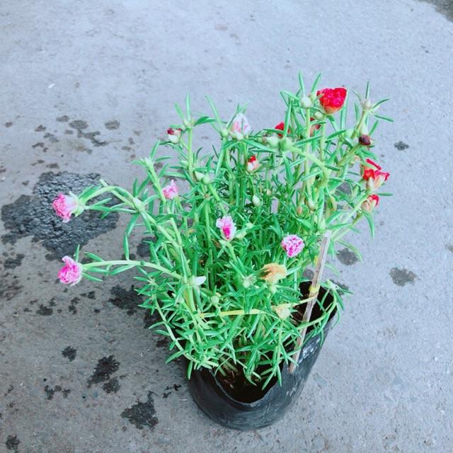 Hoa Mười Giờ Mỹ