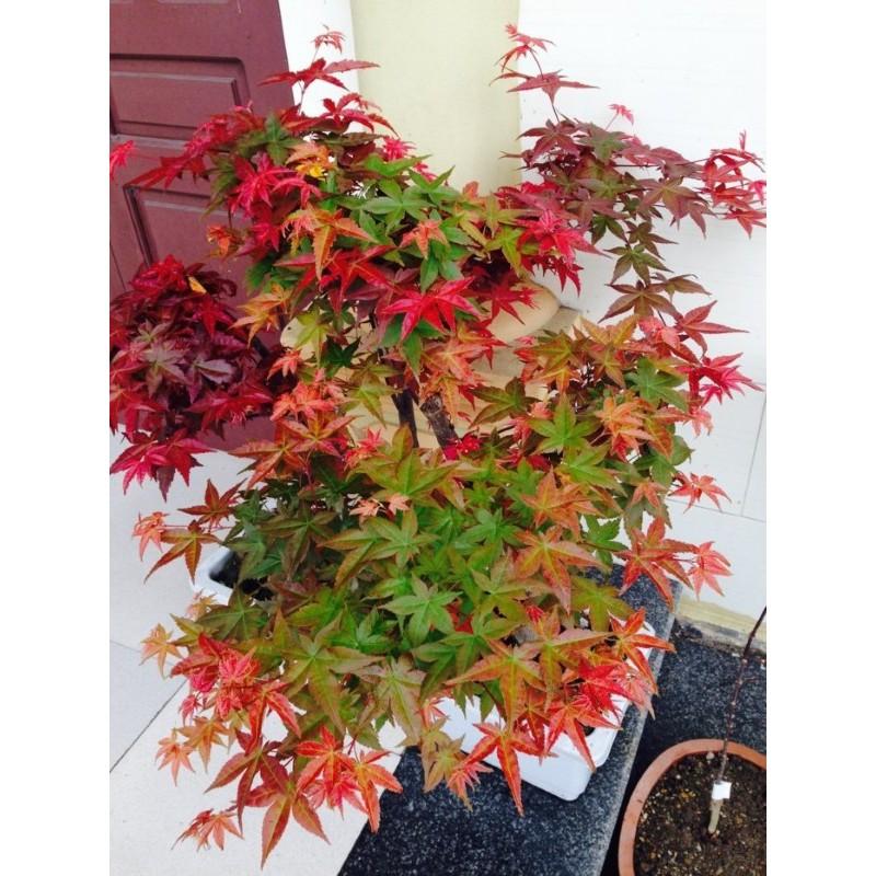 Hạt giống cây phong lá đỏ - 1 gói 10 hạt/Kèm 1 gói kích thích hạt nảy mầm