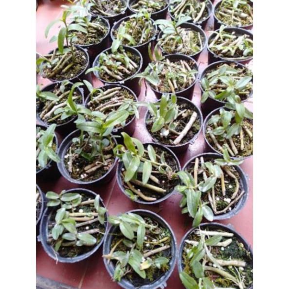 Hoa phong lan phi điệp ươm kie+ 700g phân thỏ hữu cơ