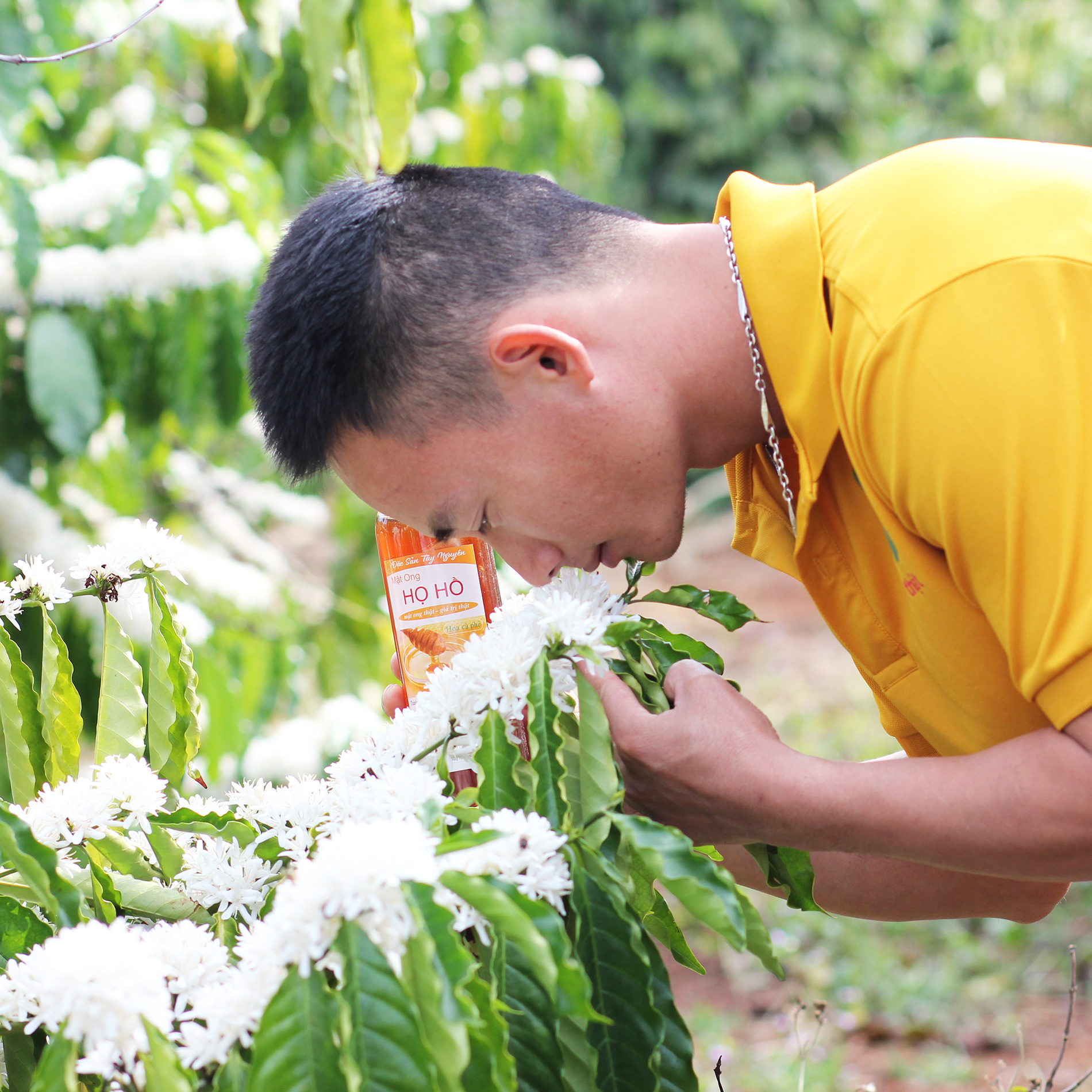 Mật Ong Hoa Cà Phê Nguyên Chất HỌ HỒ (500ml)