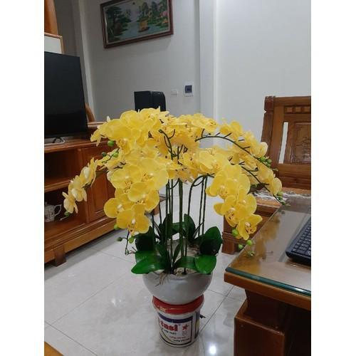 Lan hồ điệp cao su thân đốm 9 bông _ HÀNG ĐẸP