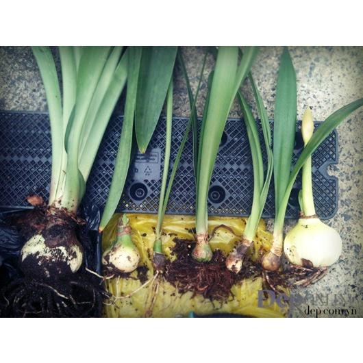 CỦ HOA HUỆ TÂY MÀU TRẮNG TUYẾT THANH - củ size baby