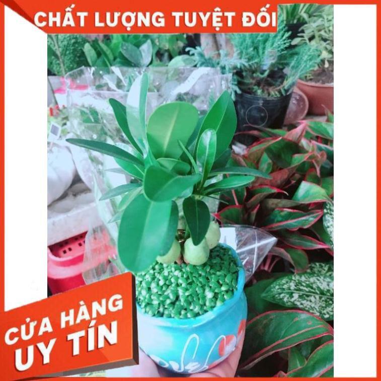 Chậu cây may mắn Nhiều Người Mua