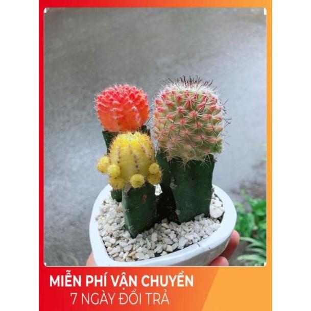 Chậu Xương Rồng Trái Tim