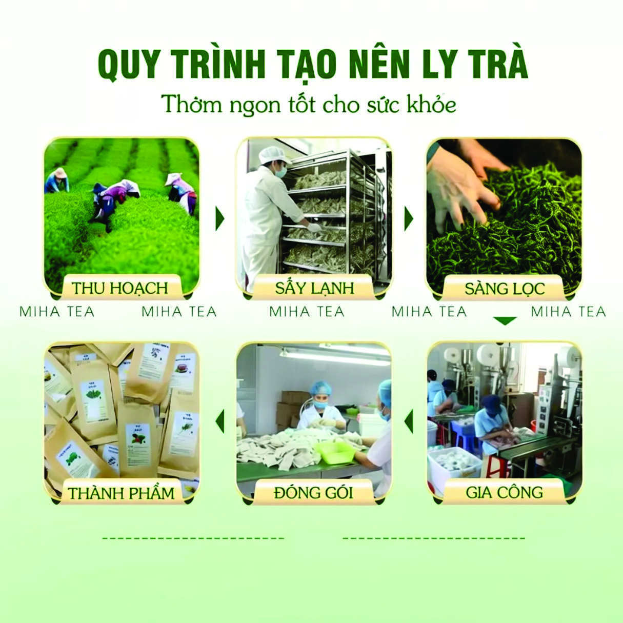 Trà túi lọc mâm xôi bầu đất tím - Điều hòa kinh Nguyệt, khô hạn, bổ trứng, tăng khả năng sinh sản