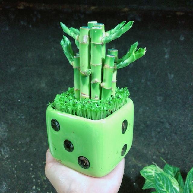 Chậu Trúc Phát Tài