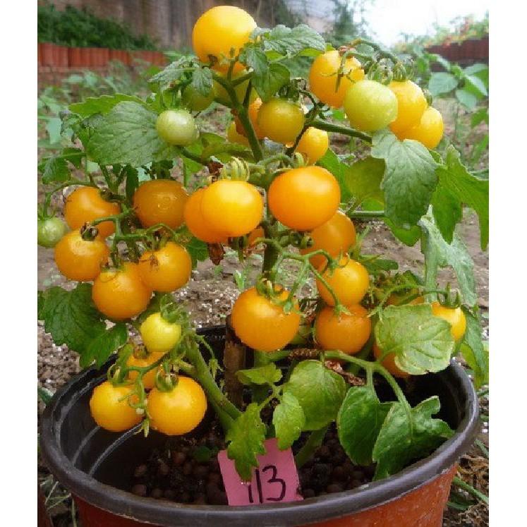 Bộ 4 gói cà chua đủ màu