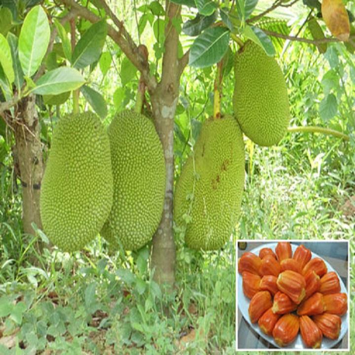 CÂY GIỐNG Mít ruột đỏ SIÊU QUẢ Malaysia,CAM KẾT GIỐNG CHUẨN, BẢO HÀNH CHUẨN F1