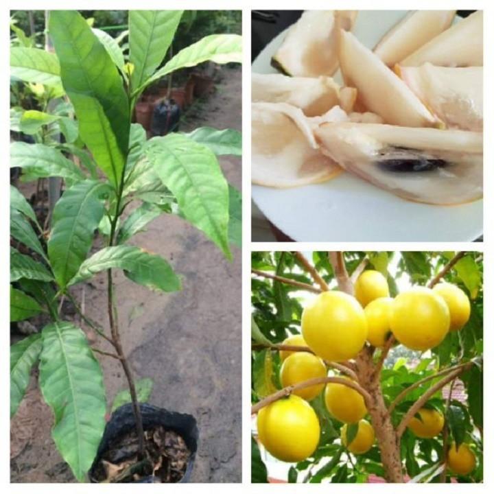 Cây Vú Sữa Hoàng Kim giống