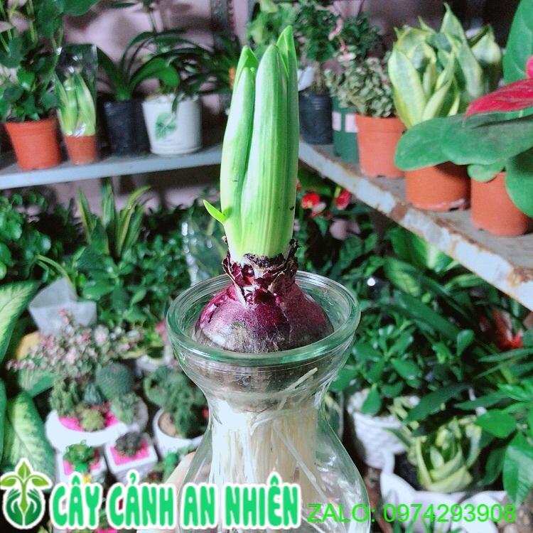 Củ Ông Tiên Trồng Thuỷ Sinh