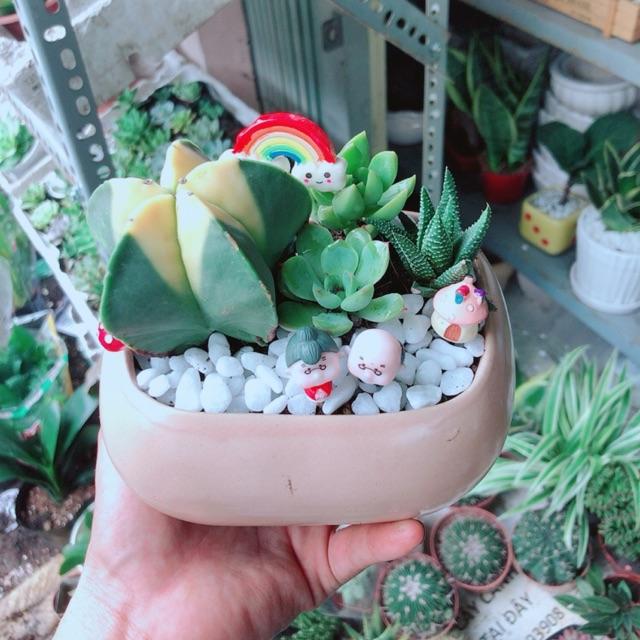 Chậu Sen Đá- Xương Rồng