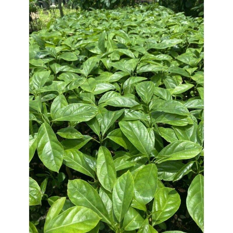 CÂY GIỐNG DÂU DA THÁI TRÁI VÀNG