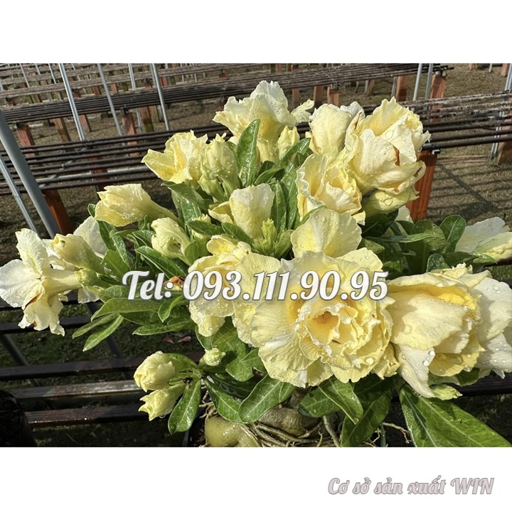 Hạt giống hoa sứ ghép Thái Lan hoa vàng cánh to - Bịch 10 hạt – Mã số 2092